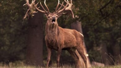 royal stag whisky cost