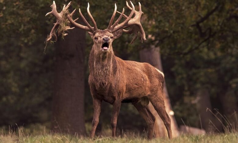 royal stag whisky cost