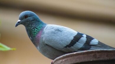 royal stag whisky punjab price