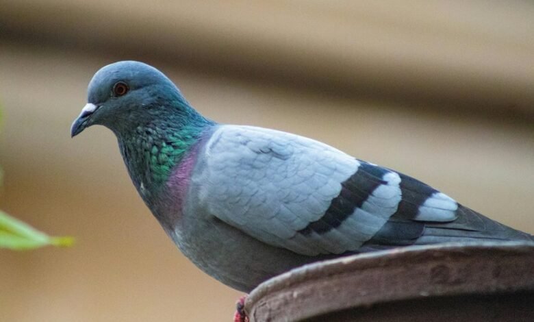 royal stag whisky punjab price